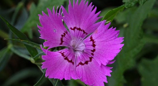 violet dianthus flower