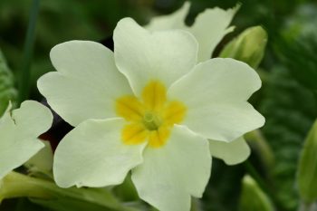 primrose white and yellow flower
